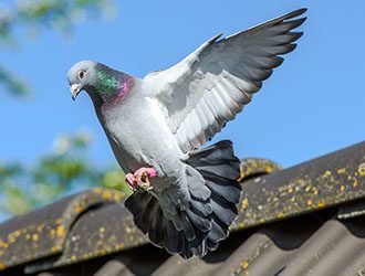 Google’s Recent Update: The Pigeon Update